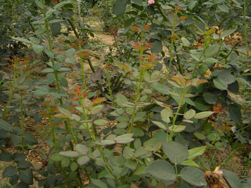 DSCN2736.jpg