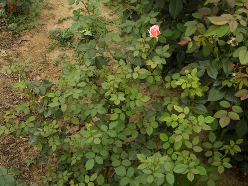 DSCN2735.jpg