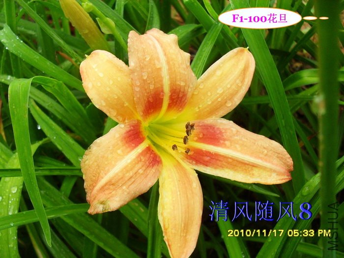 F1-100���� (1).jpg