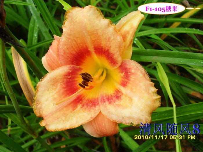 F1-105�ǹ� (1).jpg