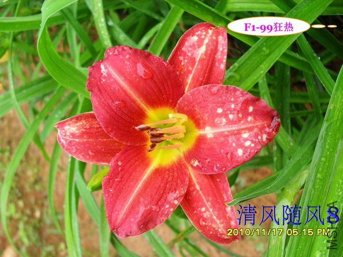 F1-99���� (1).jpg