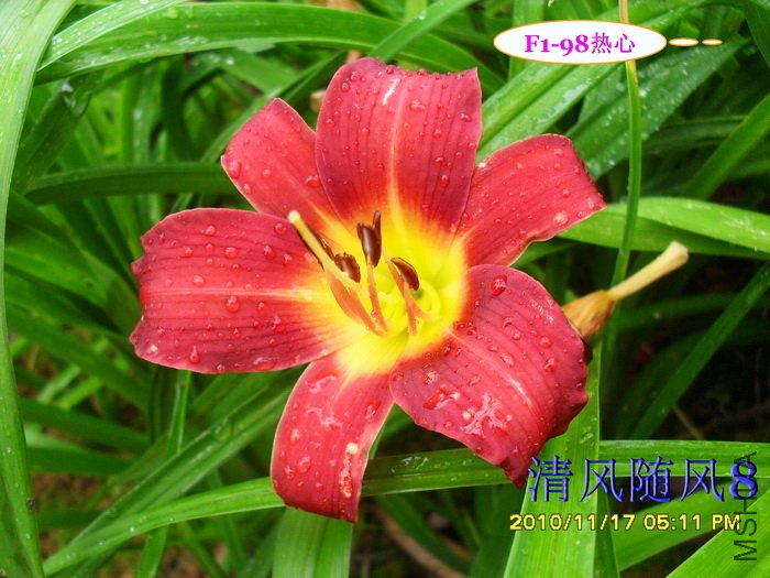 F1-98���� (1).jpg