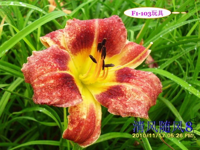 F1-103��� (2).jpg