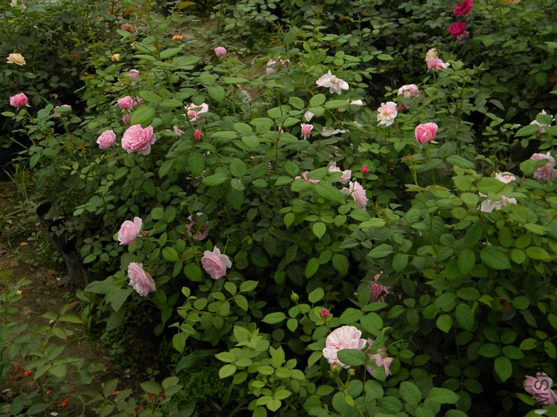 DSCN2794.jpg