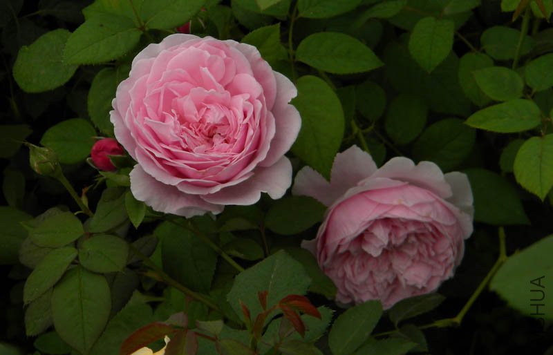 DSCN2792.jpg