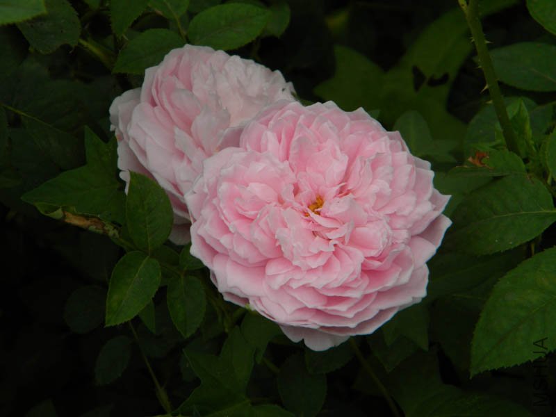 DSCN2806.jpg