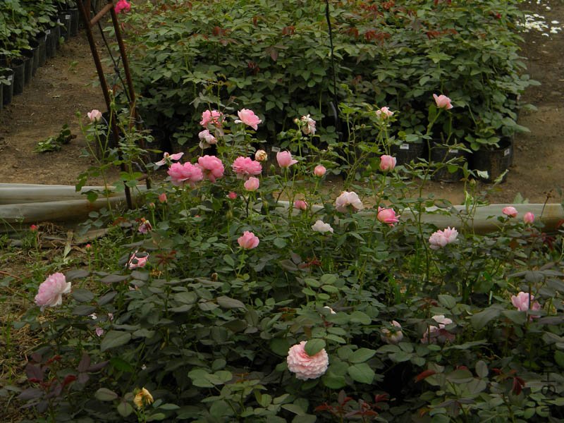 DSCN2796.jpg