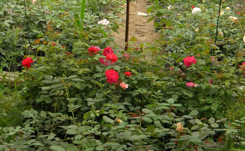 DSCN2807.jpg
