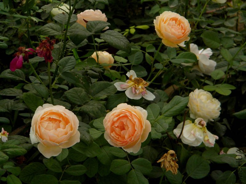 DSCN2799.jpg