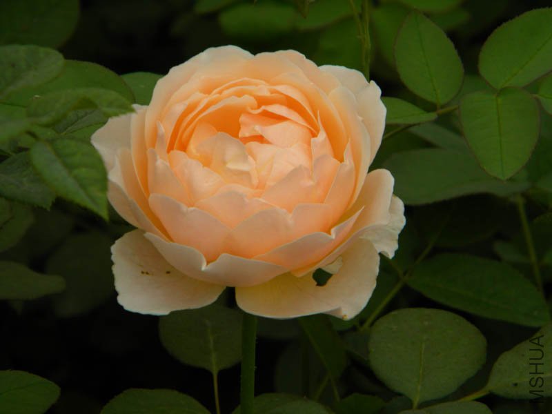 DSCN2805.jpg