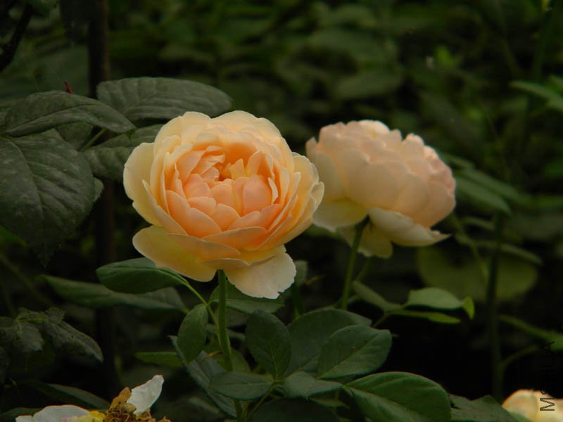 DSCN2798.jpg