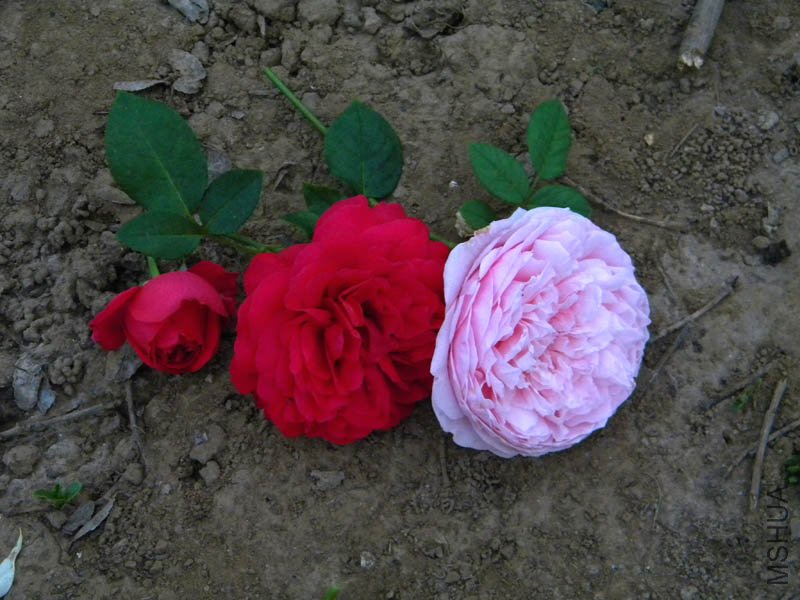DSCN2811.jpg