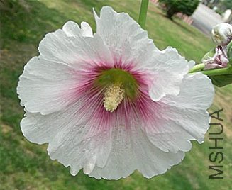 s15.jpg