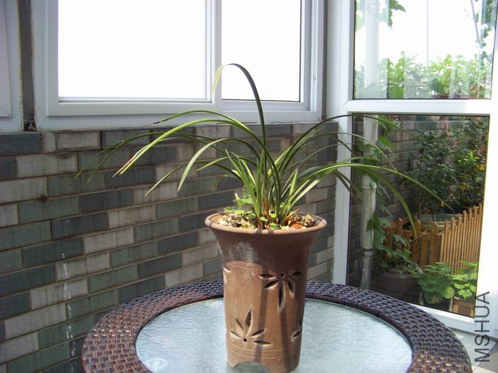 ������С 100_1173.JPG