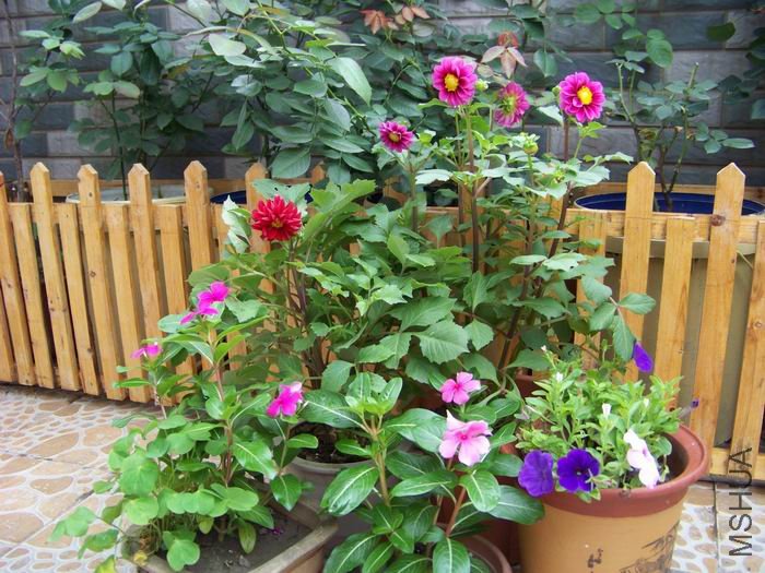 ������С 100_1261.JPG