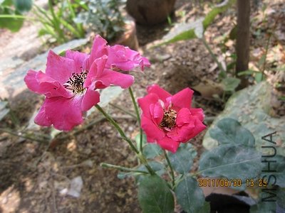 IMG_1507.jpg