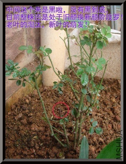 tugai.net.20110630160337.jpg