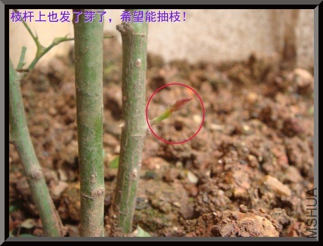 tugai.net.20110630155801.jpg