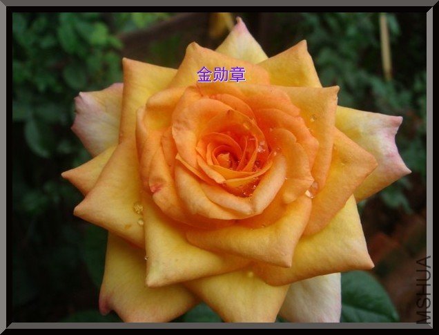 tugai.net.20110630160545.jpg