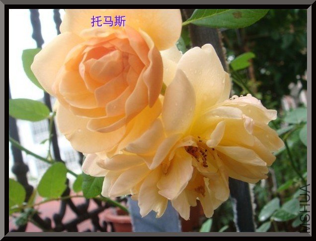 tugai.net.20110630161024.jpg