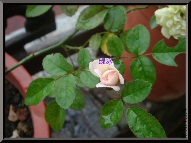 tugai.net.20110630161350.jpg