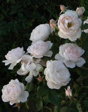 DSCN2526.jpg