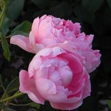DSCN2548.jpg