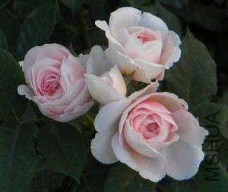 DSCN2557.jpg
