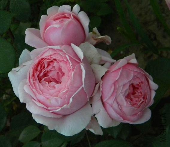 DSCN2571.jpg