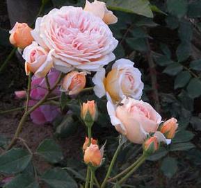 DSCN2564.jpg