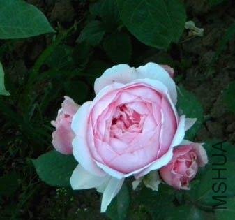 DSCN2601.jpg