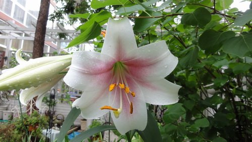 Lily-5-1.JPG