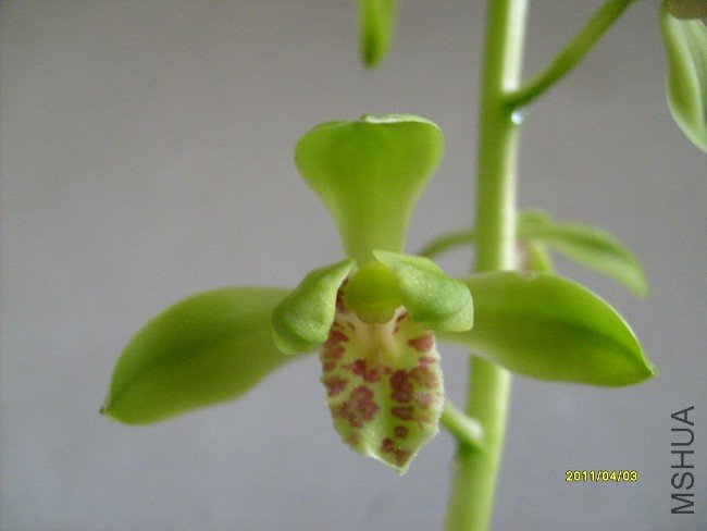 imgS63020110406 (20).jpg