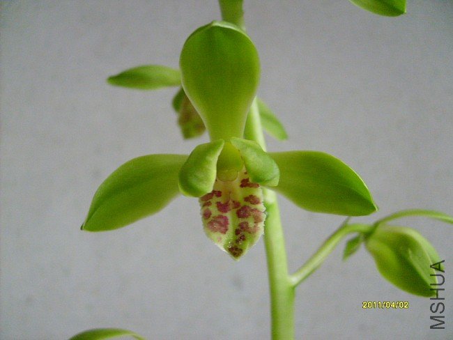 imgS63020110406 (7).jpg