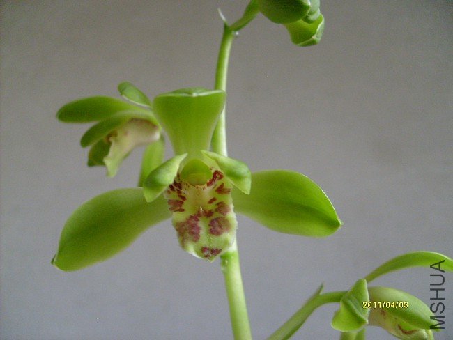 imgS63020110406 (19).jpg