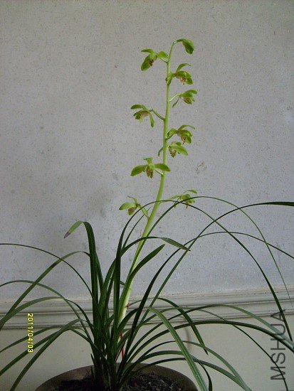 imgS63020110406 (16).jpg