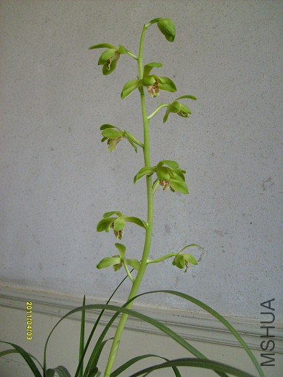 imgS63020110406 (15).jpg