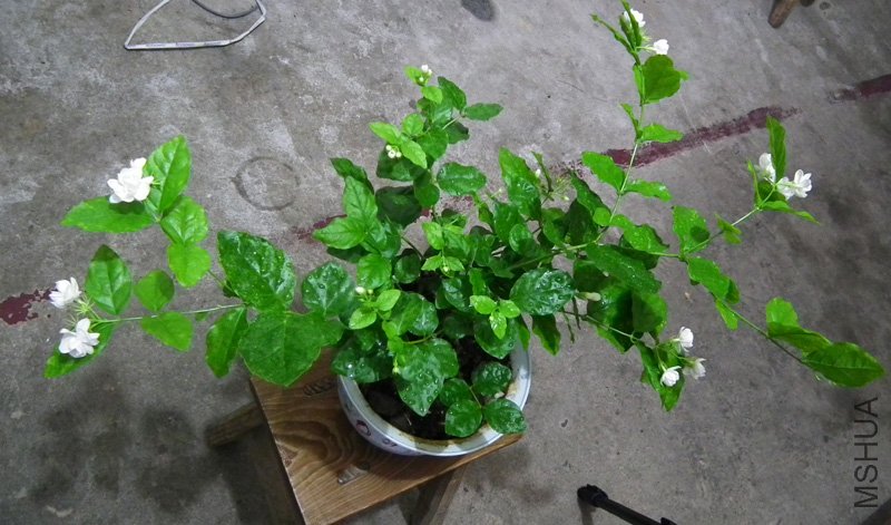 DSCF7235.jpg