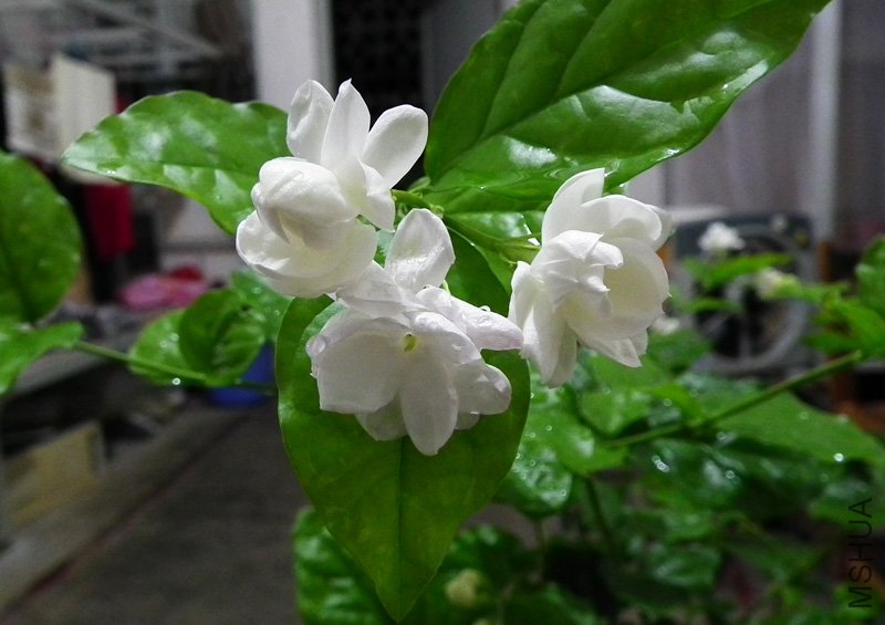 DSCF7239.jpg