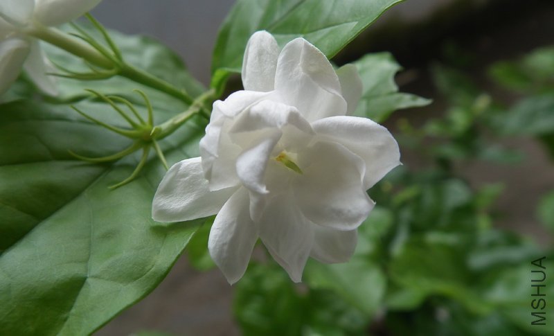 DSCF7246.jpg