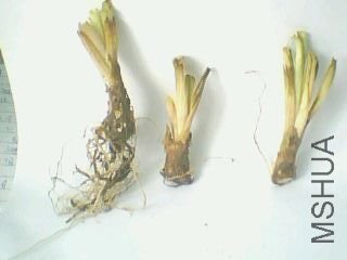 IMG0117A.jpg