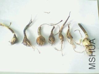 IMG0121A.jpg