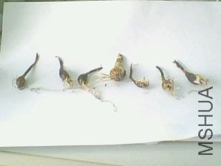 IMG0120A.jpg