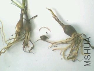 IMG0119A.jpg