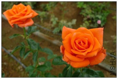 �����ʲô �ٻ����ǳȺ죨���ʹ