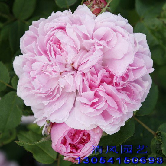 �����ǣ�Jacques cartier��1 (1).jpg