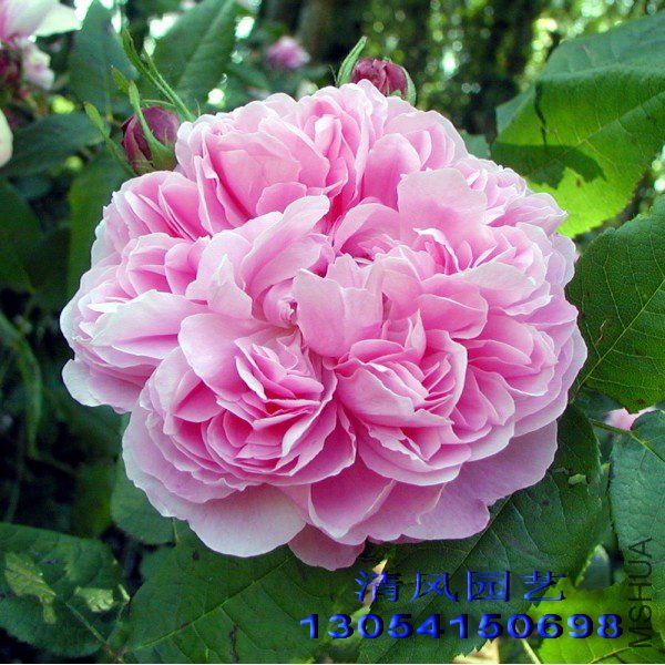 �����ǣ�Jacques cartier��1 (2).jpg