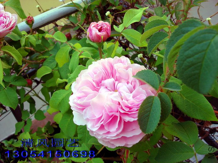 �����ǣ�Jacques cartier��1 (5).jpg