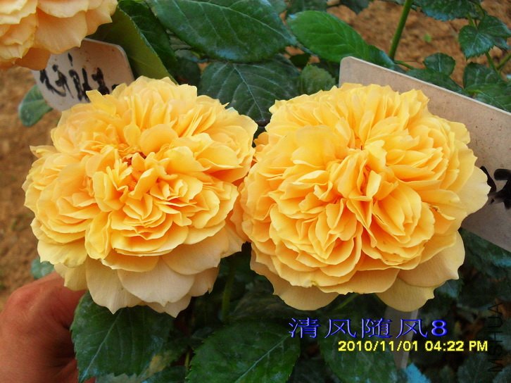 ����ͼͼ (4).jpg