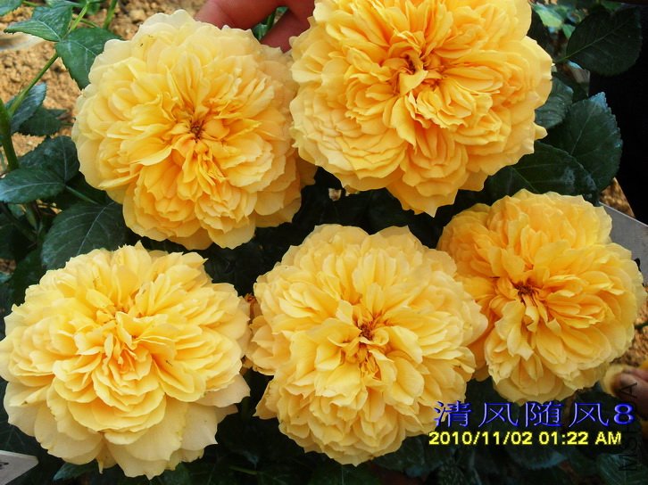 ����ͼͼ (2).jpg